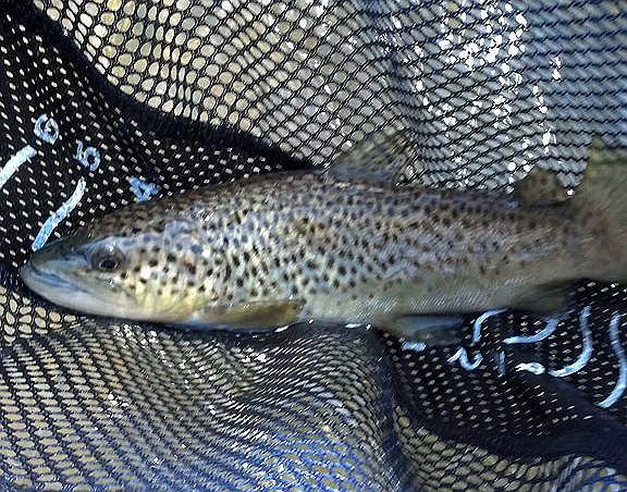 2013-03-10 pic.jpg - Second brown for me.  
